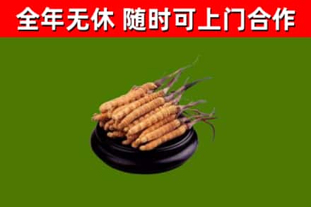 闸北回收冬虫夏草